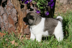 Akita - Japanese