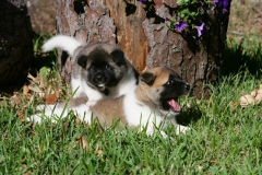 Akita - Japanese