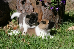 Akita - Japanese