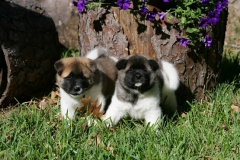 Akita - Japanese