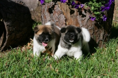 Akita - Japanese