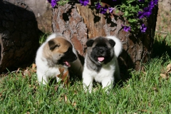 Akita - Japanese