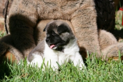 Akita - Japanese
