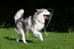 Alaskan Malamute