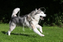 Alaskan Malamute