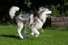 Alaskan Malamute