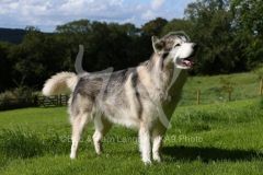 Alaskan Malamute