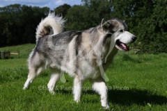 Alaskan Malamute