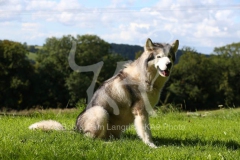 Alaskan Malamute