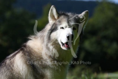 Alaskan Malamute