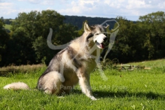 Alaskan Malamute