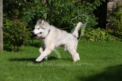 Alaskan Malamute