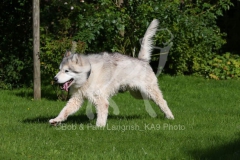 Alaskan Malamute