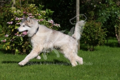 Alaskan Malamute