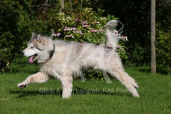 Alaskan Malamute