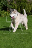 Alaskan Malamute
