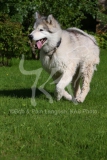 Alaskan Malamute