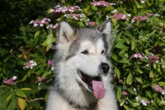 Alaskan Malamute