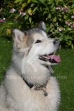 Alaskan Malamute