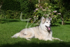 Alaskan Malamute