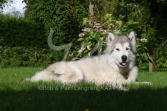 Alaskan Malamute