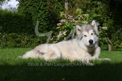 Alaskan Malamute