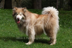 Alaskan Malamute