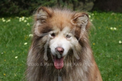 Alaskan Malamute
