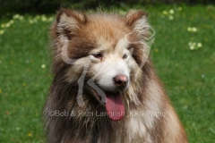 Alaskan Malamute