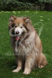 Alaskan Malamute