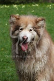Alaskan Malamute