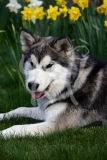 Alaskan Malamute