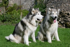 Alaskan Malamute