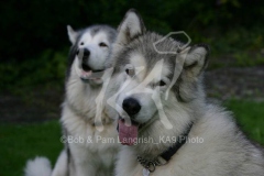 Alaskan Malamute