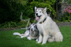 Alaskan Malamute