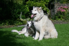 Alaskan Malamute