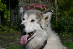 Alaskan Malamute