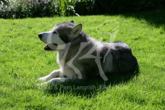 Alaskan Malamute