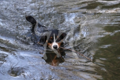 Appenzeller Sennenhund