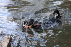 Appenzeller Sennenhund