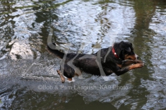 Appenzeller Sennenhund