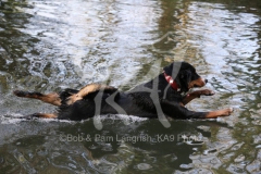 Appenzeller Sennenhund