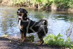 Appenzeller Sennenhund