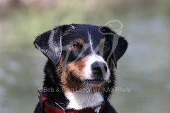 Appenzeller Sennenhund
