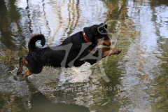 Appenzeller Sennenhund