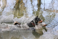 Appenzeller Sennenhund