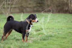 Appenzeller Sennenhund
