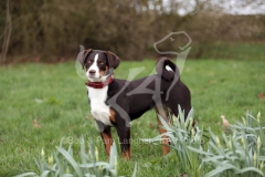 Appenzeller Sennenhund