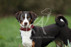 Appenzeller Sennenhund