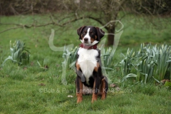 Appenzeller Sennenhund